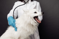 Hulp voor je trouwe viervoeter!